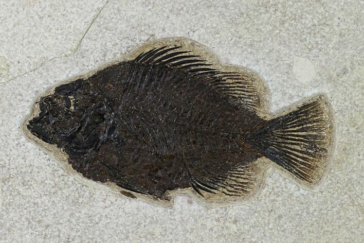 Fossil Fish (Cockerellites) - Wyoming #158580